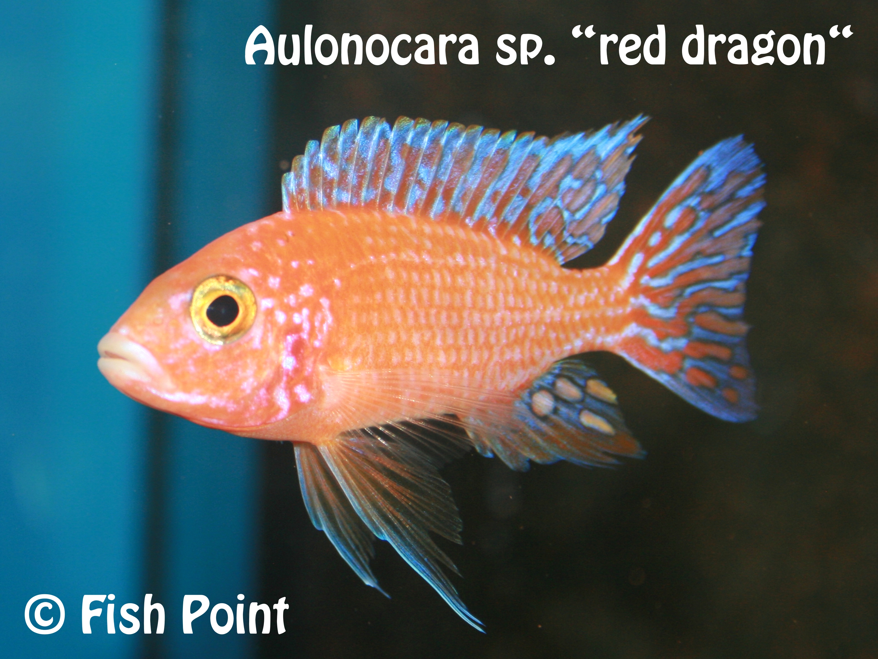Aulonocara sp. red dragon