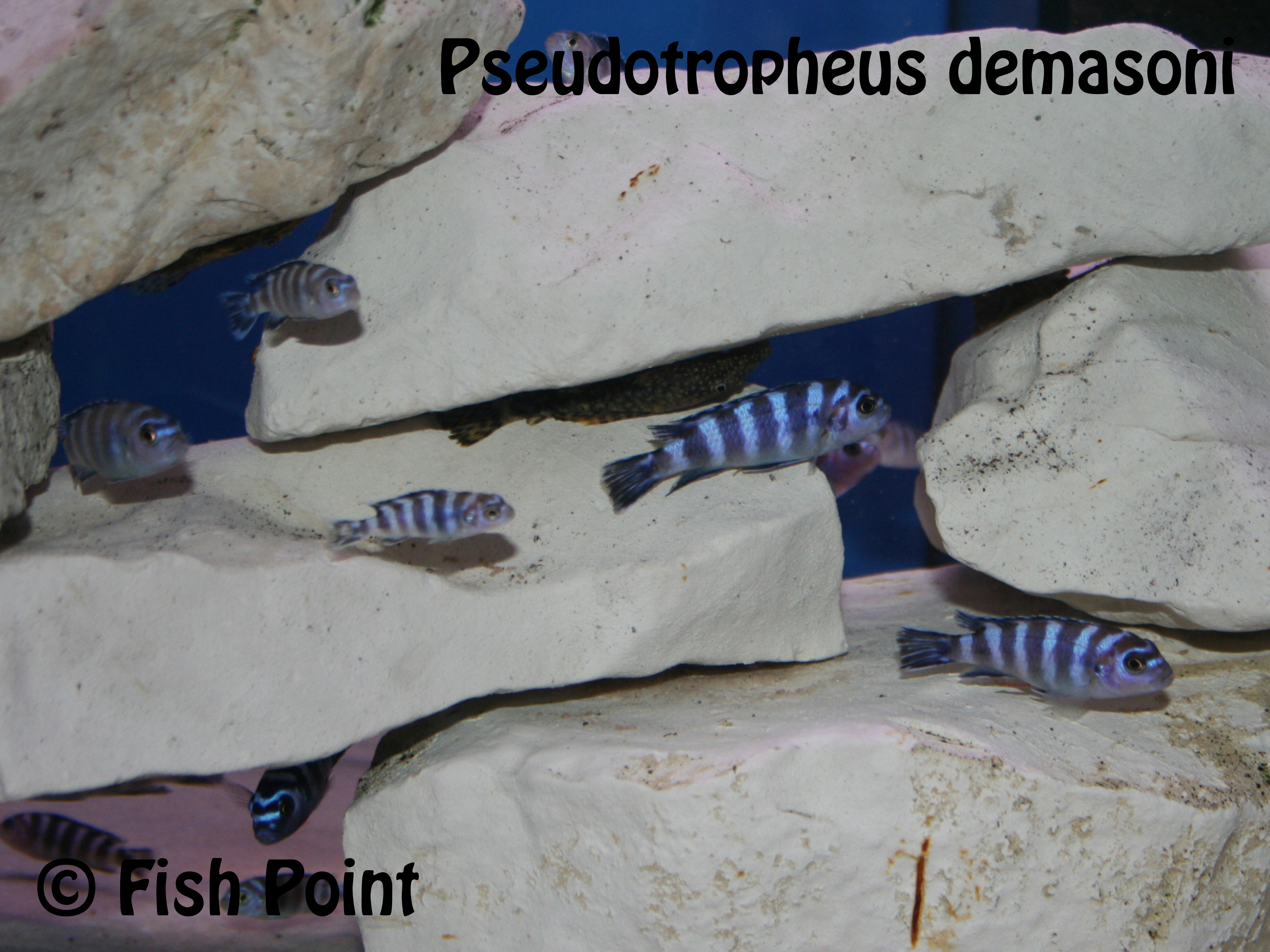 Pseudotropheus demasoni